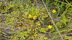 Argentina anserinoides