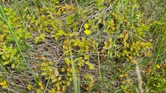 Argentina anserinoides