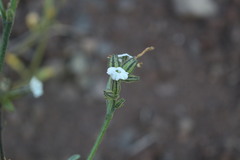 Nicotiana corymbosa