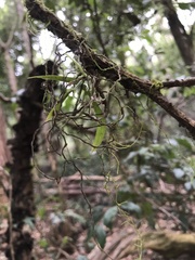 Plectorrhiza tridentata