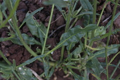 Nicotiana corymbosa