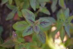 Clarkia