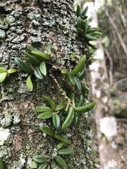 Bulbophyllum shepherdii