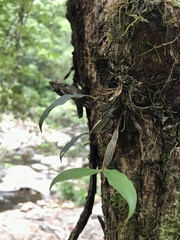 Dendrobium tetragonum