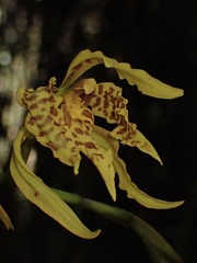 Cyrtochilum