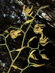 Cyrtochilum