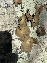 Lasallia pensylvanica