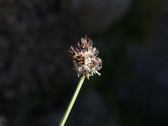 Carex macloviana