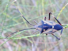 Poecilometis calidus