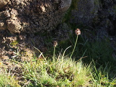 Carex macloviana