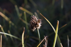 Carex macloviana