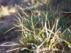 Carex macloviana