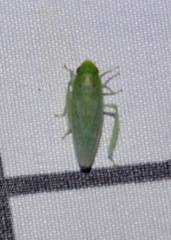 Gyponana