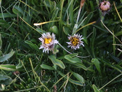 Erigeron andicola