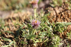 Erigeron andicola