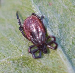 Ixodes pacificus