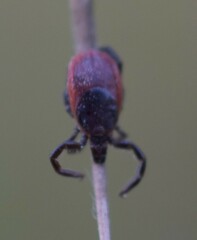 Ixodes pacificus