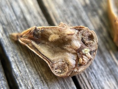 Callirhytis eldoradensis