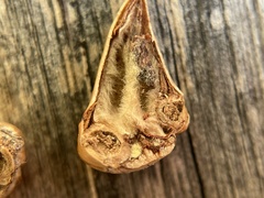 Callirhytis eldoradensis