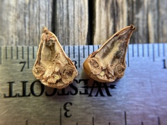 Callirhytis eldoradensis