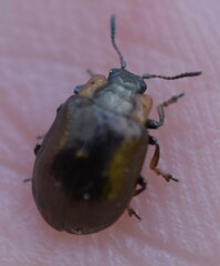 Chrysomela schaefferi