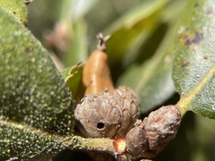 Callirhytis eldoradensis