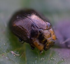 Chrysomela schaefferi