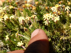 Junellia ulicina