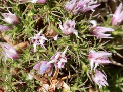 Andersonia caerulea