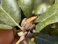 Callirhytis eldoradensis