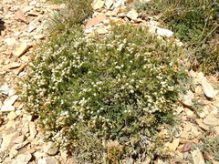 Junellia ulicina