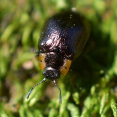 Chrysomela schaefferi