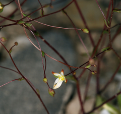 Nemacladus morefieldii