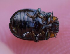 Chrysomela schaefferi