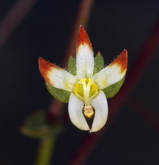 Nemacladus morefieldii