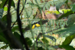Troides helena cerberus