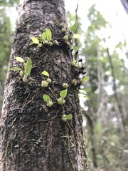 Bulbophyllum exiguum