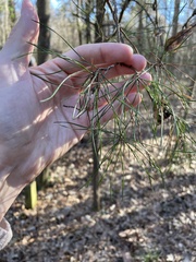 Pinus glabra