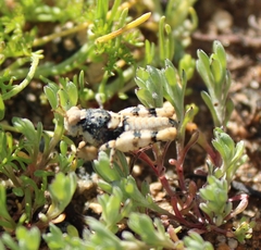 Cibolacris parviceps