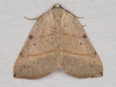 Drepanulatrix bifilata