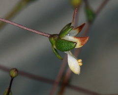 Nemacladus morefieldii