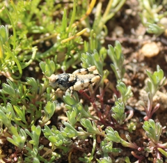 Cibolacris parviceps