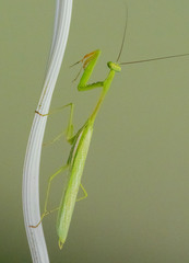 Stagmomantis theophila