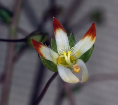 Nemacladus morefieldii