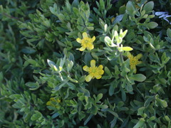 Ranunculus peduncularis