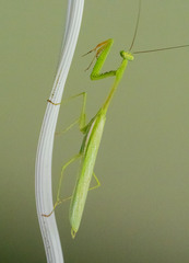 Stagmomantis theophila