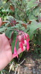 Fuchsia triphylla