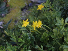 Ranunculus peduncularis