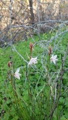 Asphodelus fistulosus