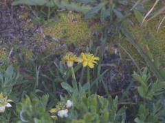 Ranunculus peduncularis